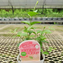 画像をギャラリービューアに読み込む, マツリカ(茉莉花:アラビアンジャスミン)3.5号 3ポット