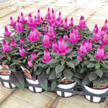 画像をギャラリービューアに読み込む, 【販売期間:8月20日まで】セロシア ダークカラカス 3鉢