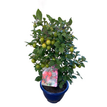画像をギャラリービューアに読み込む, 【期間限定:9月24日まで】 ロウヤガキ(老爺柿) 赤実 6号 鉢付き