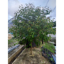 画像をギャラリービューアに読み込む, 【予約商品:10/27発送】ユーカリ・レインボーユーカリ 3ポット