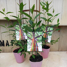 画像をギャラリービューアに読み込む, 【予約商品:10/27発送】ユーカリ・レインボーユーカリ 3ポット