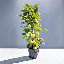 画像をギャラリービューアに読み込む, 【予約商品:9/15発送】リンゴ・長寿紅 1鉢