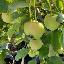 画像をギャラリービューアに読み込む, 【予約商品:9/15発送】リンゴ・長寿紅 1鉢