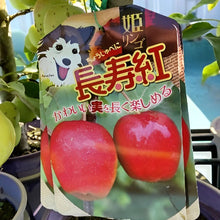 画像をギャラリービューアに読み込む, 【予約商品:9/15発送】リンゴ・長寿紅 1鉢