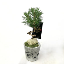 画像をギャラリービューアに読み込む, 【予約商品:12/8発送分】黒松 ミュルPOT MINI 3.5号 1鉢