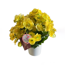 画像をギャラリービューアに読み込む, 【予約商品:12/22発送分】ベゴニア・コスモノア 5号