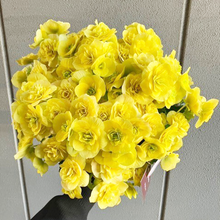 画像をギャラリービューアに読み込む, 【予約商品:12/22発送分】ベゴニア・コスモノア 5号