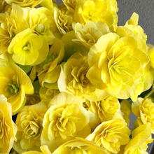 画像をギャラリービューアに読み込む, 【予約商品:12/22発送分】ベゴニア・コスモノア 5号