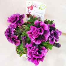 画像をギャラリービューアに読み込む, 【予約商品:3/29発送分】ペチュニア・スイートサンシャイン 3.5号 3ポットセット