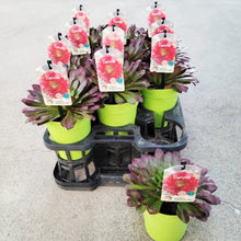 画像をギャラリービューアに読み込む, 【期間限定:12/24まで】センポニウム・シエナ 4号 【世界初の交配種】