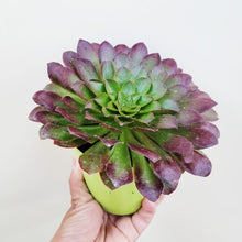 画像をギャラリービューアに読み込む, 【期間限定:12/24まで】センポニウム・シエナ 4号 【世界初の交配種】