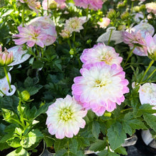 画像をギャラリービューアに読み込む, 【予約商品:3/15発送】ダリア・サクラメロディー 4号