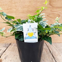 画像をギャラリービューアに読み込む, 【予約商品:3/15以降発送】トリプルアイビー 丸鉢セット 4号