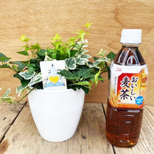 画像をギャラリービューアに読み込む, 【予約商品:3/15以降発送】トリプルアイビー 丸鉢セット 4号