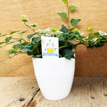 画像をギャラリービューアに読み込む, 【予約商品:3/15以降発送】トリプルアイビー 丸鉢セット 4号