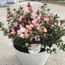 画像をギャラリービューアに読み込む, 【予約商品:2/15以降発送分】クルメツツジ・レジナ 9号