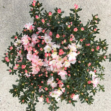 画像をギャラリービューアに読み込む, 【予約商品:2/15以降発送分】クルメツツジ・レジナ 9号