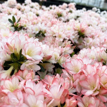 画像をギャラリービューアに読み込む, 【予約商品:2/15以降発送分】クルメツツジ・レジナ 9号