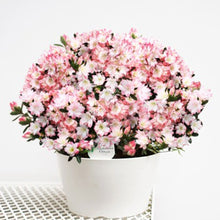 画像をギャラリービューアに読み込む, 【予約商品:2/15以降発送分】クルメツツジ・レジナ 9号