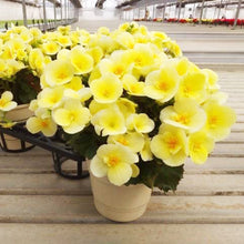 画像をギャラリービューアに読み込む, 【予約商品:1/18発送分】ベゴニア・ビラブイエロー 5号