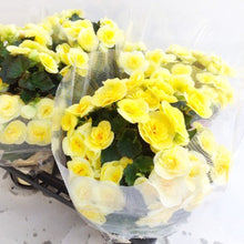 画像をギャラリービューアに読み込む, 【予約商品:1/18発送分】ベゴニア・ビラブイエロー 5号