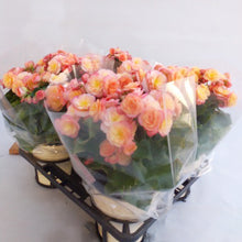 画像をギャラリービューアに読み込む, 【予約商品:1/18発送分】ベゴニア・ヘーリーサンセット 5号