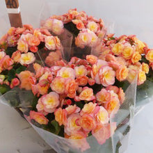 画像をギャラリービューアに読み込む, 【予約商品:1/18発送分】ベゴニア・ヘーリーサンセット 5号