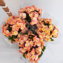 画像をギャラリービューアに読み込む, 【予約商品:1/18発送分】ベゴニア・ヘーリーサンセット 5号