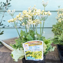 画像をギャラリービューアに読み込む, 【予約商品:2/16発送分】プリムラ・マラコイデス 春を歌う希萌(きぼう) 3.5号 3ポットセット