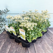 画像をギャラリービューアに読み込む, 【予約商品:2/16発送分】プリムラ・マラコイデス 春を歌う希萌(きぼう) 3.5号 3ポットセット