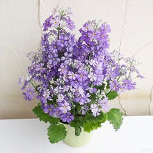 画像をギャラリービューアに読み込む, 【予約商品:2/16発送分】プリムラ・マラコイデス 湖畔の夢 3.5号 3ポットセット