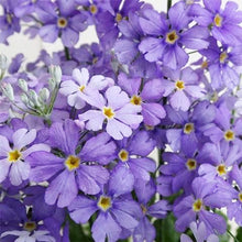 画像をギャラリービューアに読み込む, 【予約商品:2/16発送分】プリムラ・マラコイデス 湖畔の夢 3.5号 3ポットセット