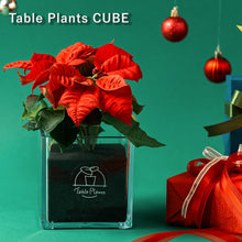 画像をギャラリービューアに読み込む, 【土を使わない観葉植物】Table Plants(テーブルプランツ) ポインセチア