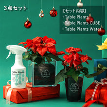 画像をギャラリービューアに読み込む, 【土を使わない観葉植物】Table Plants(テーブルプランツ) ポインセチア
