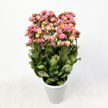 画像をギャラリービューアに読み込む, 【期間限定:1/31まで】カランコエ・フォーミディブル 5号