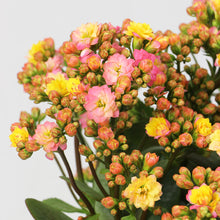 画像をギャラリービューアに読み込む, 【期間限定:1/31まで】カランコエ・フォーミディブル 5号