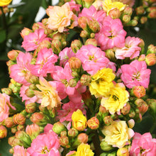 画像をギャラリービューアに読み込む, 【期間限定:1/31まで】カランコエ・フォーミディブル 5号