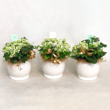 画像をギャラリービューアに読み込む, 【予約商品:3/8発送分】カランコエ・パリホワイト スフィア陶器鉢セット 5号