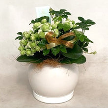 画像をギャラリービューアに読み込む, 【予約商品:3/8発送分】カランコエ・パリホワイト スフィア陶器鉢セット 5号