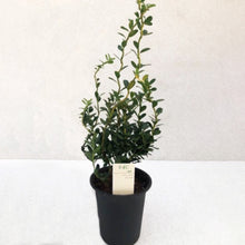 画像をギャラリービューアに読み込む, 【期間限定:2/14まで】雲竜ツゲ・スパイラルドラゴン 4号