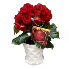 画像をギャラリービューアに読み込む, 【予約商品:2/9発送以降分】ベゴニア ・レ ミゼラブル 4号 バレンタインにもおすすめ