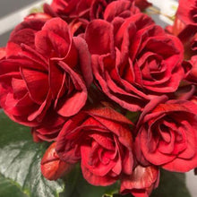 画像をギャラリービューアに読み込む, 【予約商品:2/9発送以降分】ベゴニア ・レ ミゼラブル 4号 バレンタインにもおすすめ