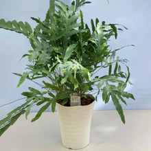 画像をギャラリービューアに読み込む, 【予約商品:4/2以降発送】ポリポジウム・ブルースター 7号