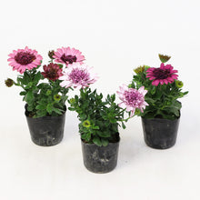 画像をギャラリービューアに読み込む, 【予約商品:2/23発送】八重咲き オステオ・ベルフルール 3号 4ポットセット