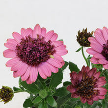 画像をギャラリービューアに読み込む, 【予約商品:2/23発送】八重咲き オステオ・ベルフルール 3号 4ポットセット