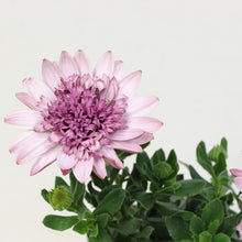 画像をギャラリービューアに読み込む, 【予約商品:2/23発送】八重咲き オステオ・ベルフルール 3号 4ポットセット