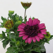 画像をギャラリービューアに読み込む, 【予約商品:2/23発送】八重咲き オステオ・ベルフルール 3号 4ポットセット