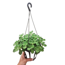 画像をギャラリービューアに読み込む, 【予約商品:3/29以降発送分】アロマティカス(キュウバンオレガノ) 5号 吊り鉢