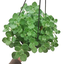 画像をギャラリービューアに読み込む, 【予約商品:3/29以降発送分】アロマティカス(キュウバンオレガノ) 5号 吊り鉢