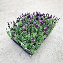 画像をギャラリービューアに読み込む, 【予約商品:2/23発送】ラベンダー・ストエカス 'フェアリーパープル' 3.5号 3ポットセット